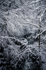 forêt sous la neige dans les alpes en hiver