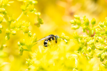 An American Sand Wasp (Bembix americana) Seeking Pollen in Bright Yellow Wildflowers
