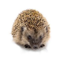 young european hedgehog isolated on white