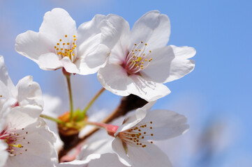 Obraz premium さくら