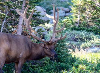 A Protected Bull Elk with Six Point Rack Eating Vegetation in Rocky Mountain National Park in Colorado