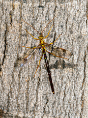 An Adult Male Megarhyssa macrurus a Species of Large Ichneumon Wasp After Emergence from a Dead Tree Stump