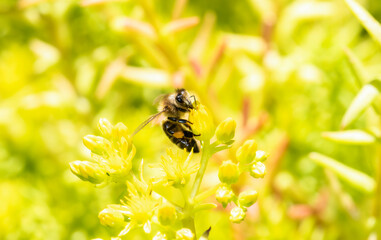 A Western Honeybee (Apis mellifera) Seeks Pollen in Bright Yellow Wildflowers in Colorado