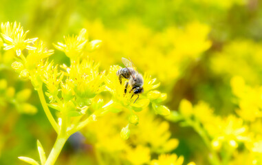 A Western Honeybee (Apis mellifera) Seeks Pollen in Bright Yellow Wildflowers in Colorado