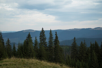 Mountain landscape and dense coniferous forests