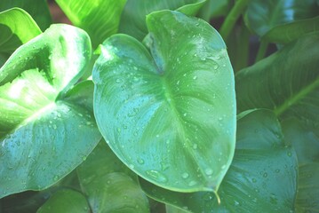Hoja verde mojada