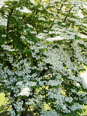 (Viburnum plicatum) Viorne de Chine, bel arbuste buissonnant au feuillage et floraison blanc pur, dense et pendant le long de rameaux ou branches étagées 