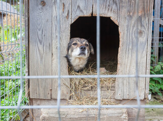 dog house and cute dog in cage
