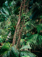 green palm tree with vines