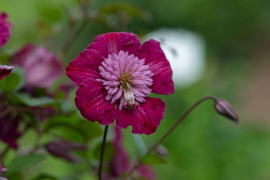 Close Up Of An Avant Garde Clematis Flower