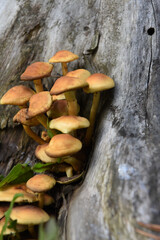funghi bosco chiodini 