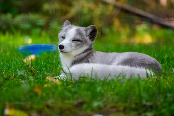 Arctic Fox Pup