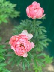 pink rose in garden
