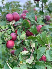 red apples on a branch