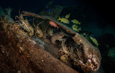Lobsters gather on the reef in the Dutch Caribbean