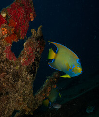 Colourful Queen Angelfish on the reef in the Dutch Caribbean