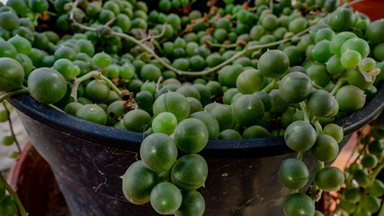 Planta Rosario (Maceta Andaluza)