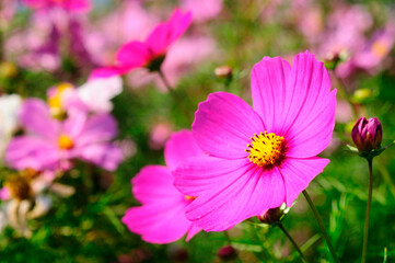 Obraz premium コスモス