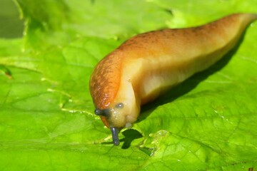 Orange slug on green leaves background, closeup