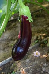 Bakłażan dojrzały owoc