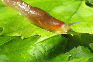 Beautiful orange slug on green leaves in the garden, closeup