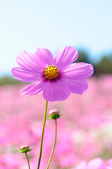 Obraz premium コスモス