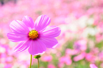 Obraz premium コスモス