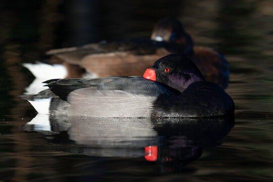 Title: Revelation.

Species: Rosy-billed pochard (Netta peposaca).