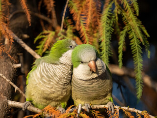 Title: Gossip.

Species: Monk parakeet (Myiopsitta monachus).