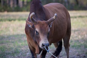 Brown bulls in Thailand