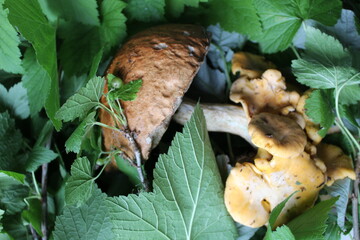 mushrooms in the forest