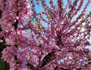 Tree plenty of pink flowers at spring