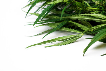 Cannabis leaves, stems, marijuana isolated over white background on the right corner. Copy space. Plant of marijuana medical use with a high content of CBD, Kalimist strain. Selective focus