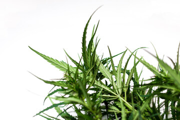Cannabis leaves, stems, marijuana isolated over white background. Plant of marijuana medical use with a high content of CBD, Kalimist strain. Selective focus