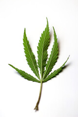 The back of the sativa marijuana leaf. five fingered marijuana leaf, back light. Close up single back side of green Cannabis leaves isolated on white background. Selective focus