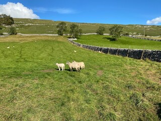 Obraz premium Rural landscape, with dry stone walls, sheep, and hills in the distance in, Litton, Skipton, UK
