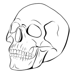 Skull vector sketch icon.