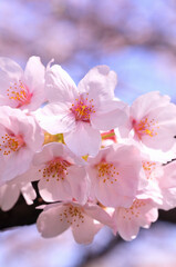 桜