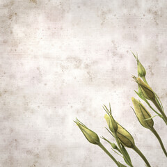 textured old paper background with dark violet eustoma flowers and buds