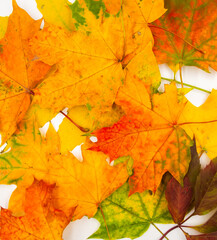 Naklejka na ściany i meble Colorful yellow red orange autumn maple leaves background texture.