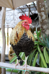 Thai chicken standing on a wooden perch