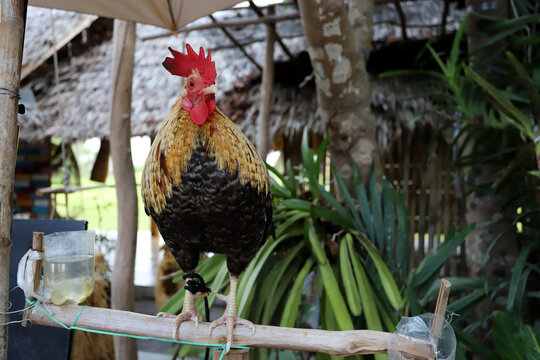 Thai chicken standing on a wooden perch