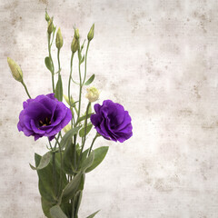 textured old paper background with dark violet eustoma flowers and buds