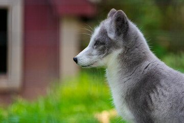 portrait of a white fox