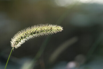 Obraz premium エノコログサ