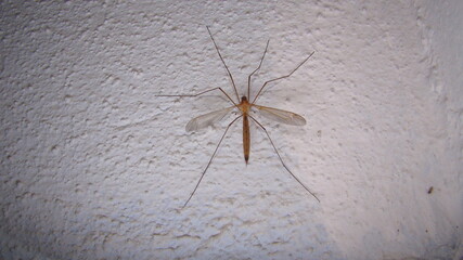 mosquito on white background.
mosquito isolated.
close up mosquito .
closeup mosquito .
insects, insect, bugs, bug, animals, animal, wildlife, wild nature, swamp, swamps, forest, woods, garden, park
