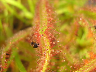 Detail of drosera capensis carnivorous plant glue drops