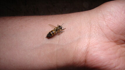 bee : apis mellifera
treatment by honey bee sting
closeup honey bee stinging a hand
close up bee...