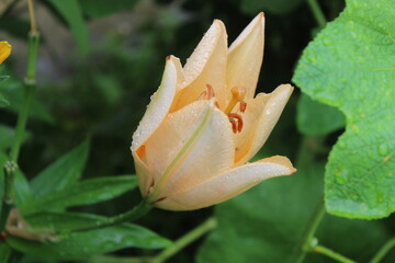 Obraz premium pink lotus flower