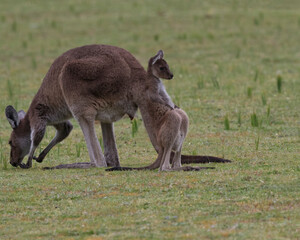 Naklejka na ściany i meble Humorous sight of young kangaroo leaning on mother in Australia at Yanchep National Park